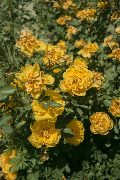 Foto stok gratis alam, bunga-bunga, diterangi matahari