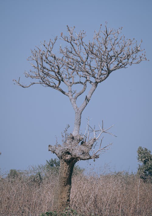 Безкоштовне стокове фото на тему «вертикальні постріл, висохлий, дерево»