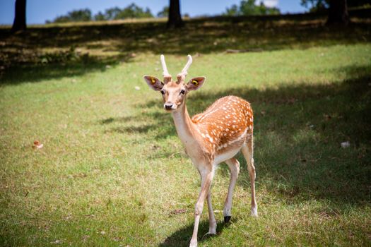 A deer standing in a grassy field with trees in the background