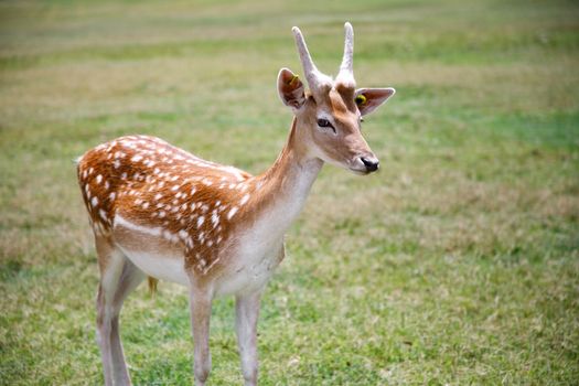 A small deer standing in the grass with its horns