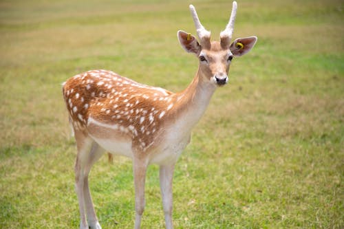 Photo of a Spotted Deer Standing on a Meadow