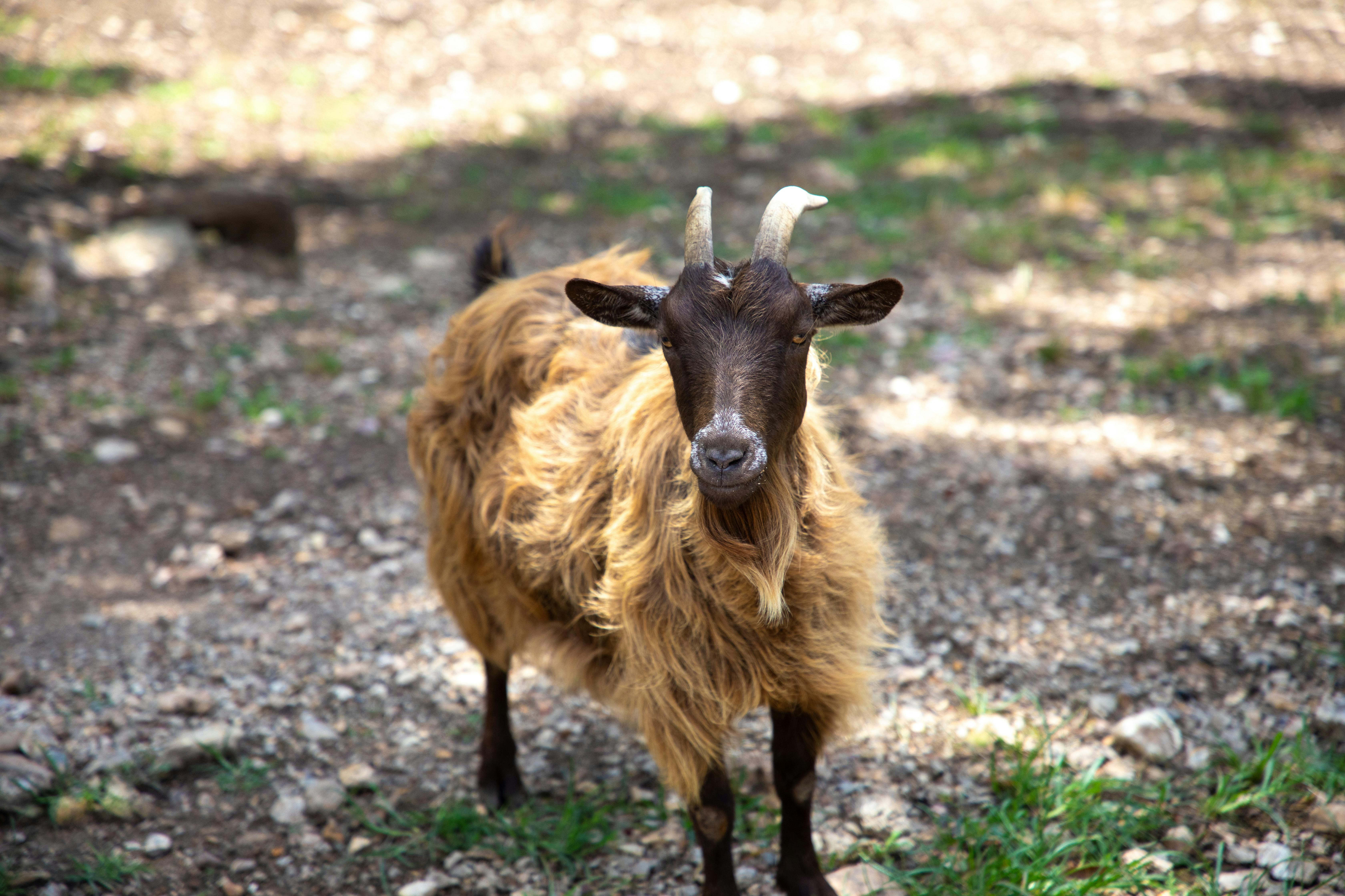 grátis Foto profissional grátis de adorável, animais selvagens, animal da fazenda Foto profissional