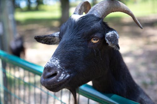 Black Goat Head