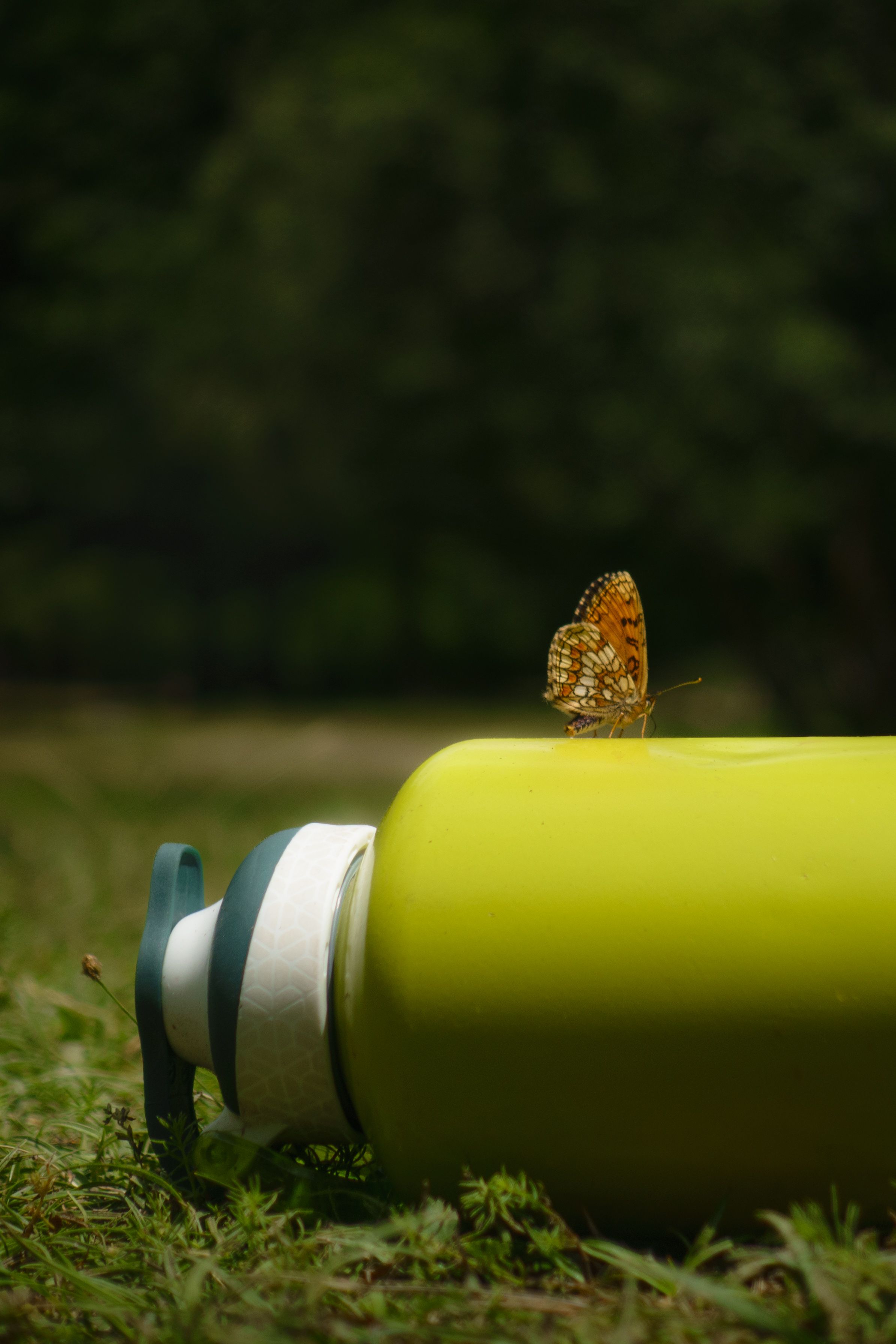 Relaxing Insect Photos, Download The BEST Free Relaxing Insect Stock ...