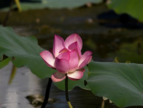 Lotus Blooming in Pond