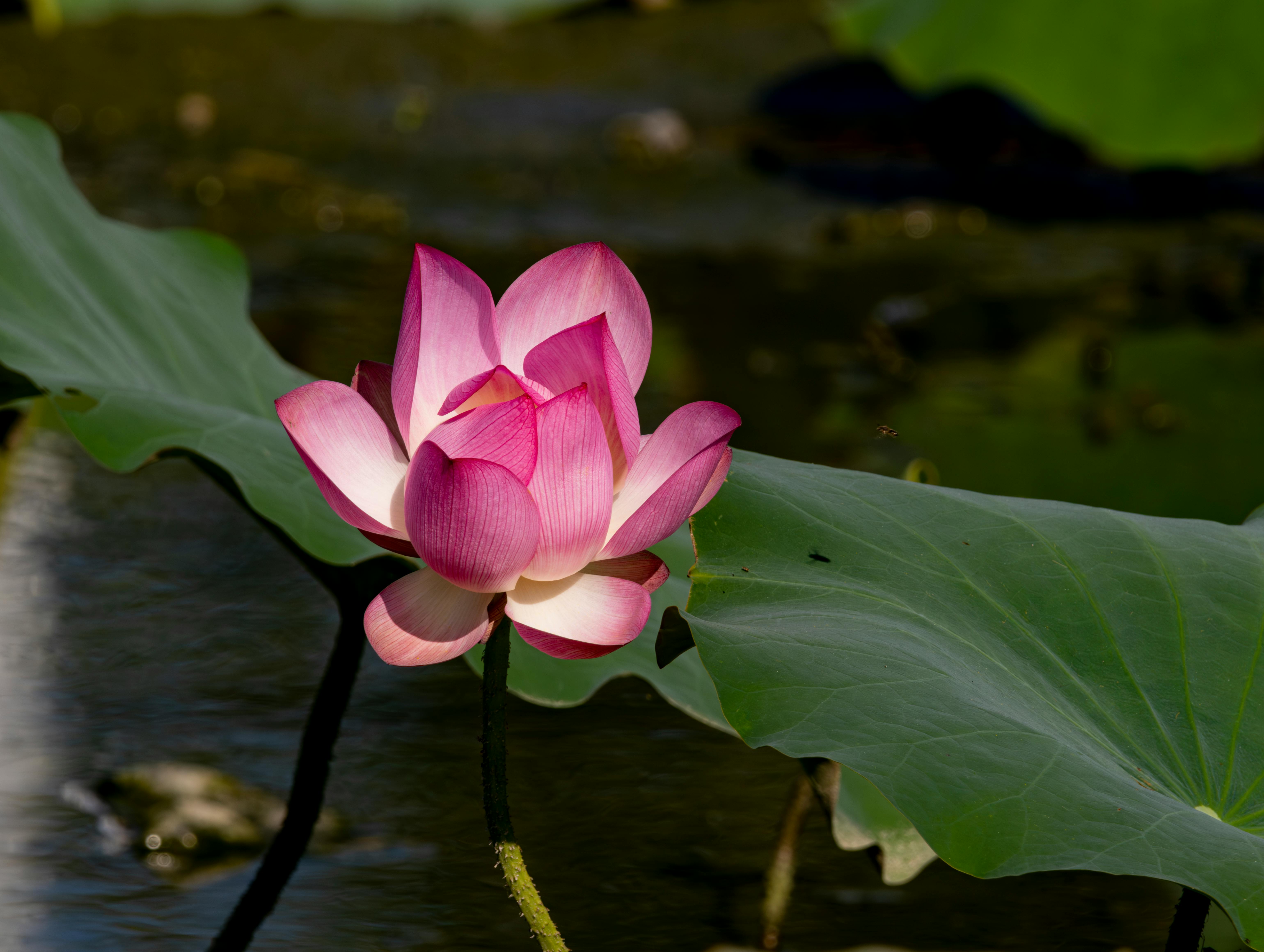 dusty pink huaraches
