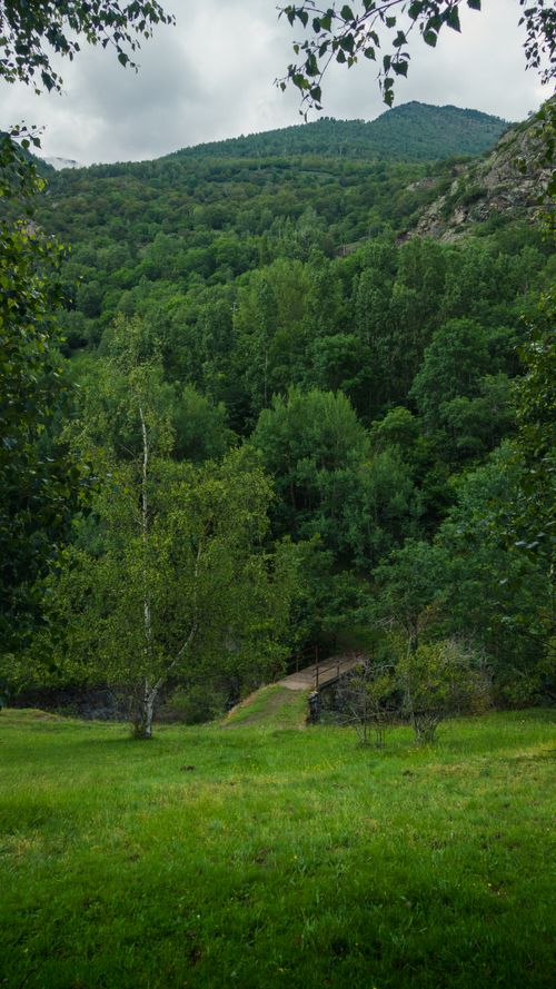 Free A tranquil forest landscape with a wooden footbridge and lush greenery in summer. Stock Photo