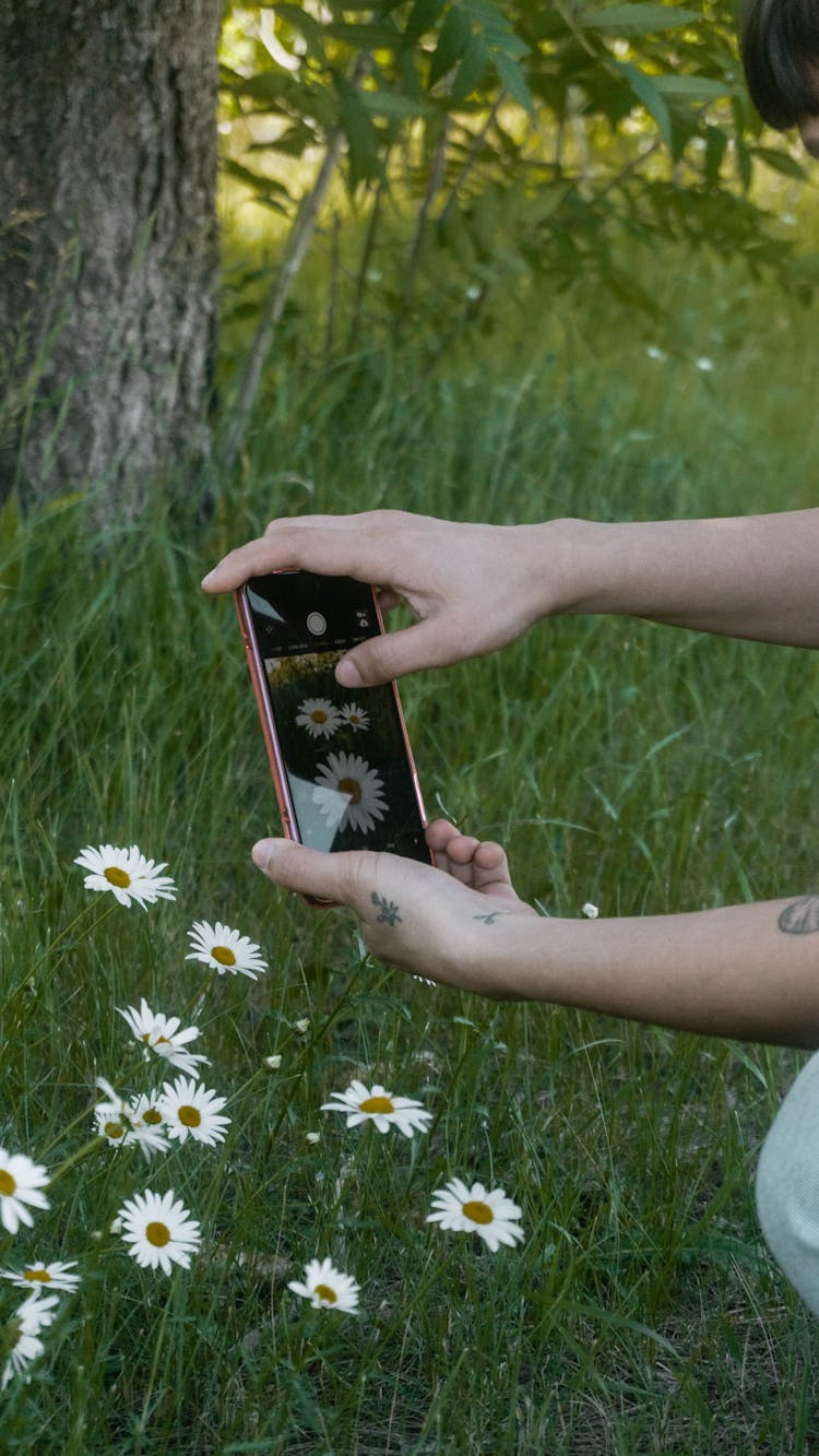 Person Photographing Chamomiles With Smartphone