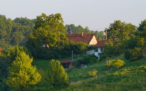 Trees around Houses in Village