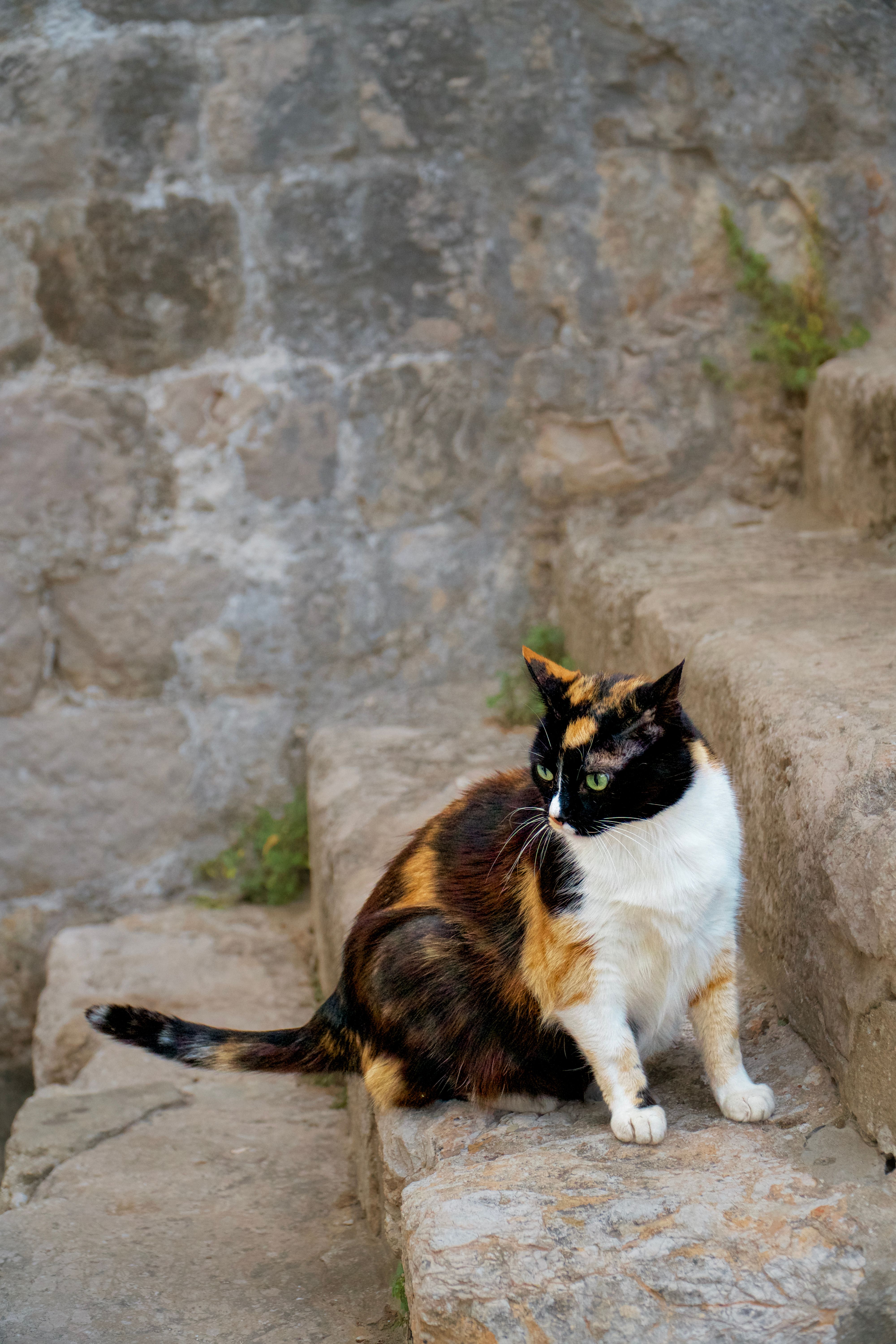 A Tricolor Cat Sitting on Stone Steps · Free Stock Photo