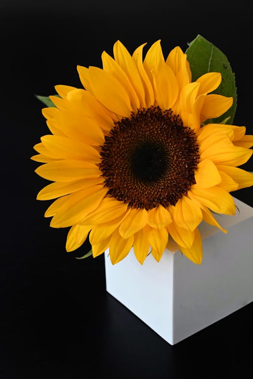 Sunflower on Black Background 