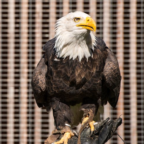 Bald Eagle Standing on the Falconers Hand