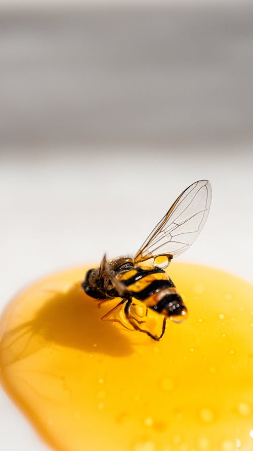 Hoverfly Stuck in Honey Spot