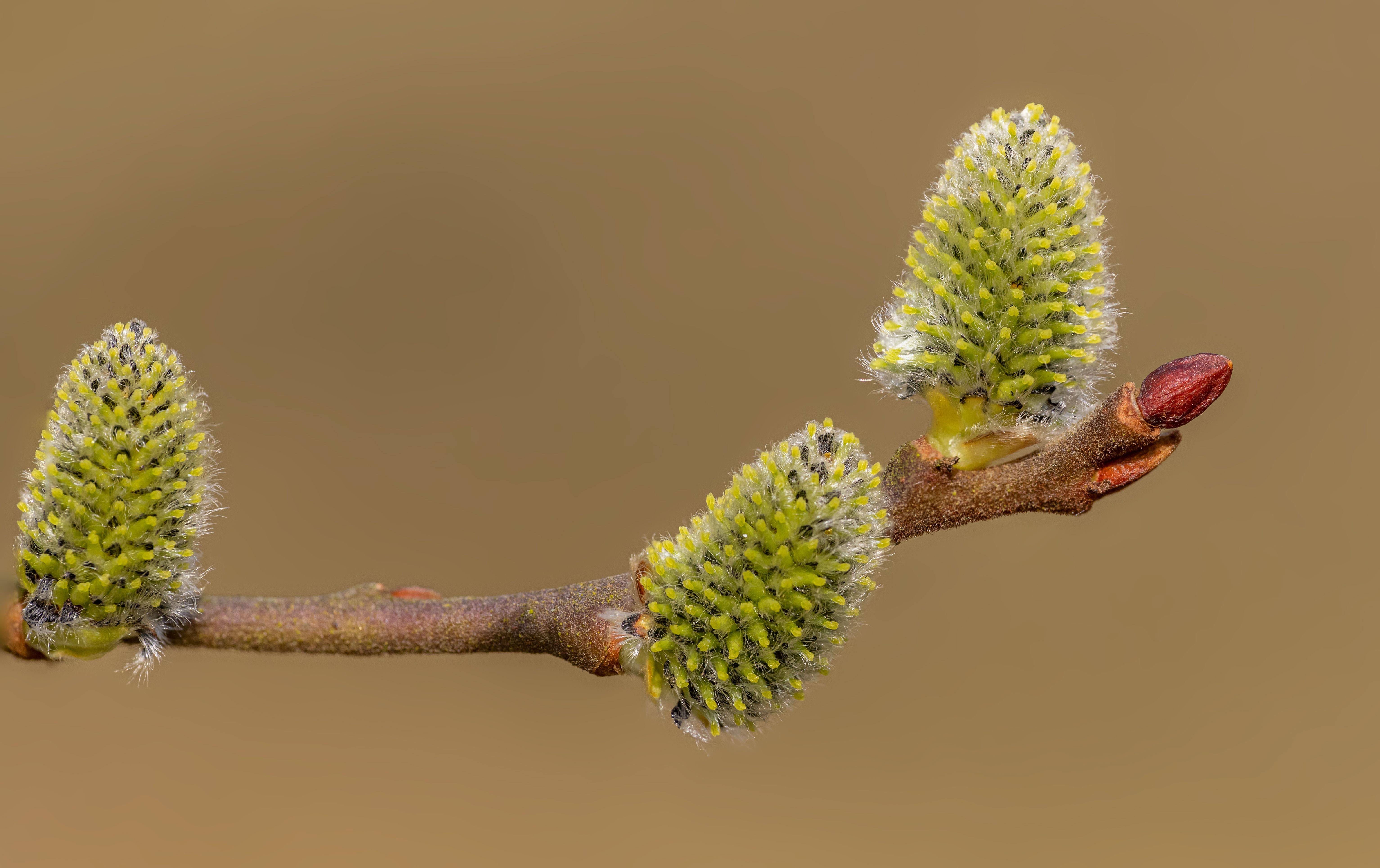 Macro shot of budding goat willow branches isolated on a soft brown background.