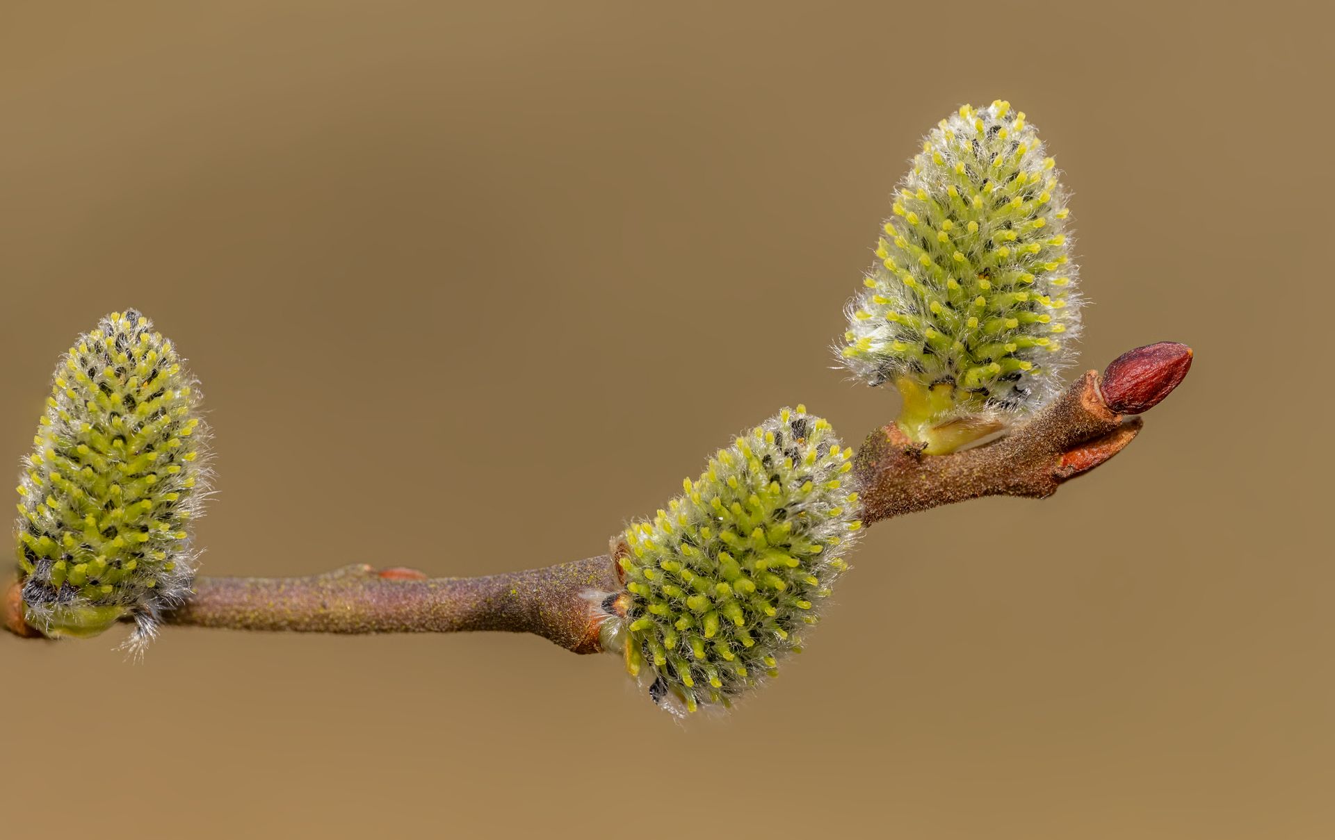 Close-Up of Growing Goat Willow