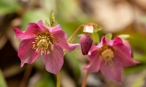 Pink Hellebores Blooming Outdoors