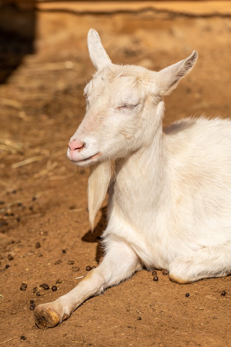 Portrait Of A Goat On Farm