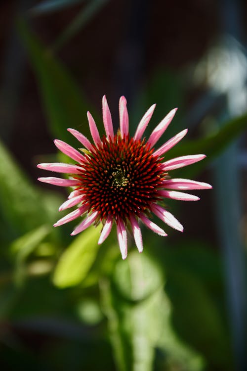 Kostenloses Stock Foto zu blume, blumengarten, hintergrundbild