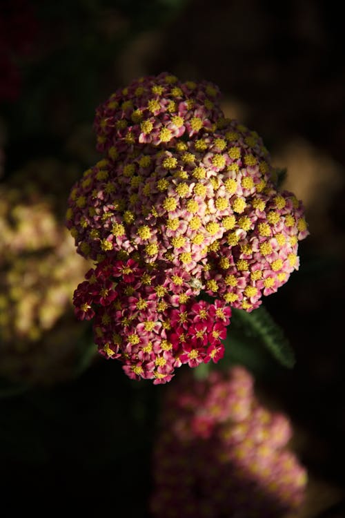 Kostenloses Stock Foto zu blumen, bunte blumen, natur