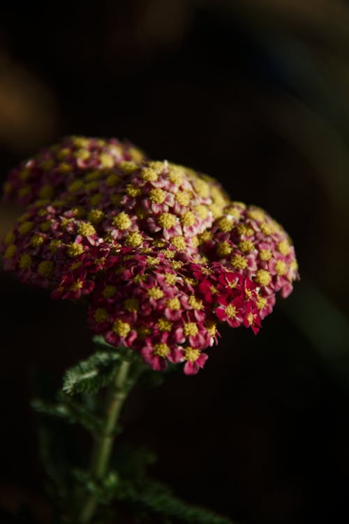 꽃, 바탕화면, 자연의 무료 스톡 사진