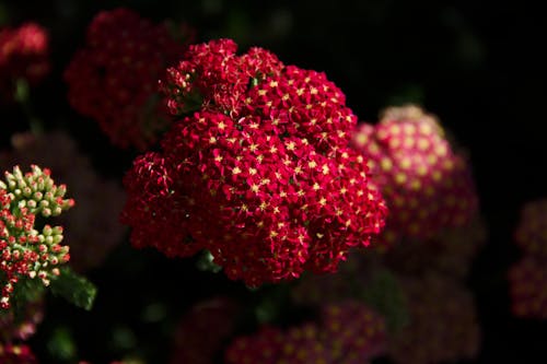 꽃, 빨간, 빨간 꽃의 무료 스톡 사진