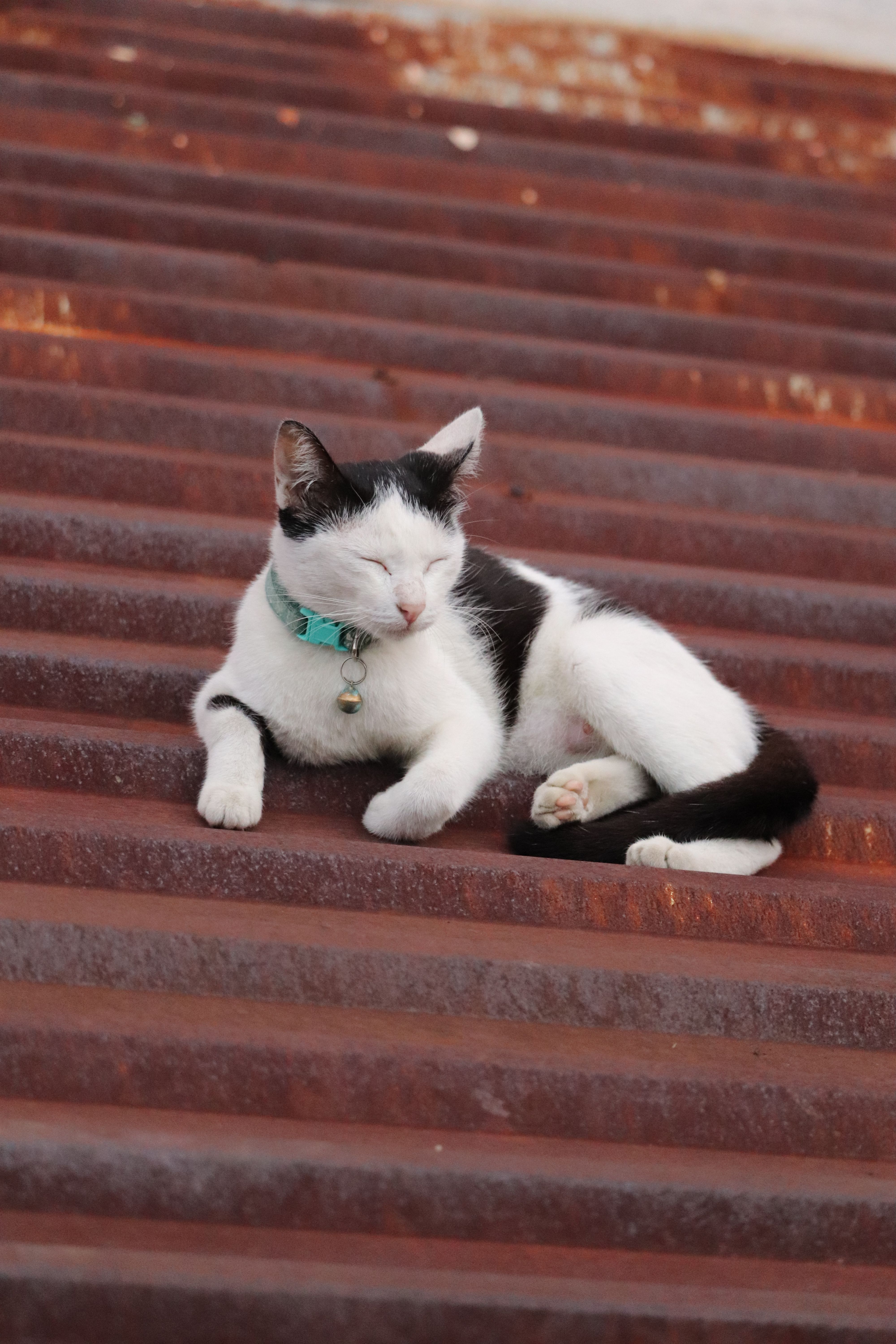 little-cat-sleeping-on-stairs-free-stock-photo
