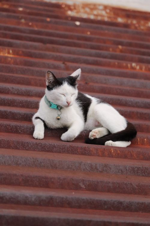 Little Cat Sleeping On Stairs Free Stock Photo little-cat-sleeping-on-stairs-free-stock-photo