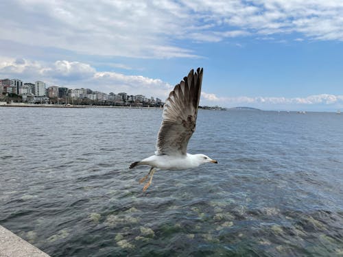 Fotos de stock gratuitas de agua, cielo azul, Estanbul