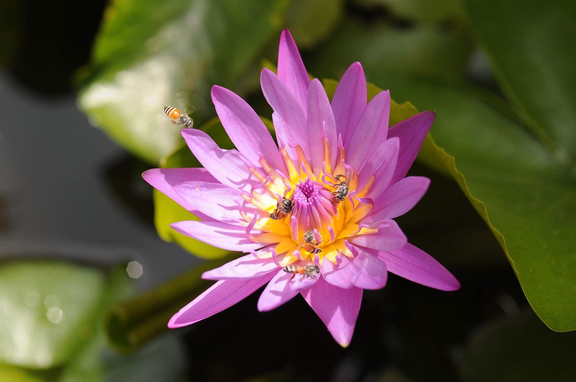 Bees on Purple Water Lily · Free Stock Photo