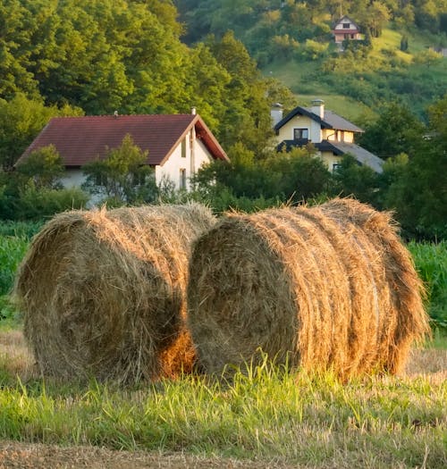 Gratis stockfoto met baal, hooi, hooiveld