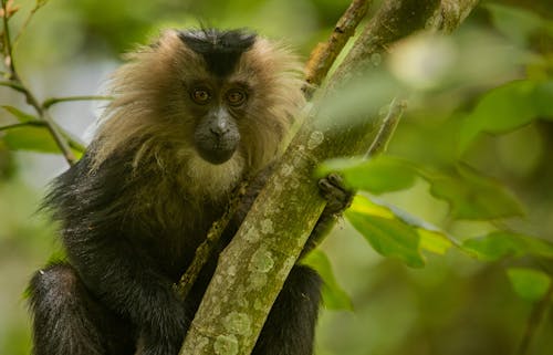 Fotobanka s bezplatnými fotkami na tému fotografie zvierat žijúcich vo voľnej prírode, macaca silenus, makak levonosý