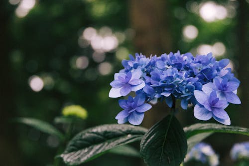 Kostnadsfri bild av blå, blomma, flora