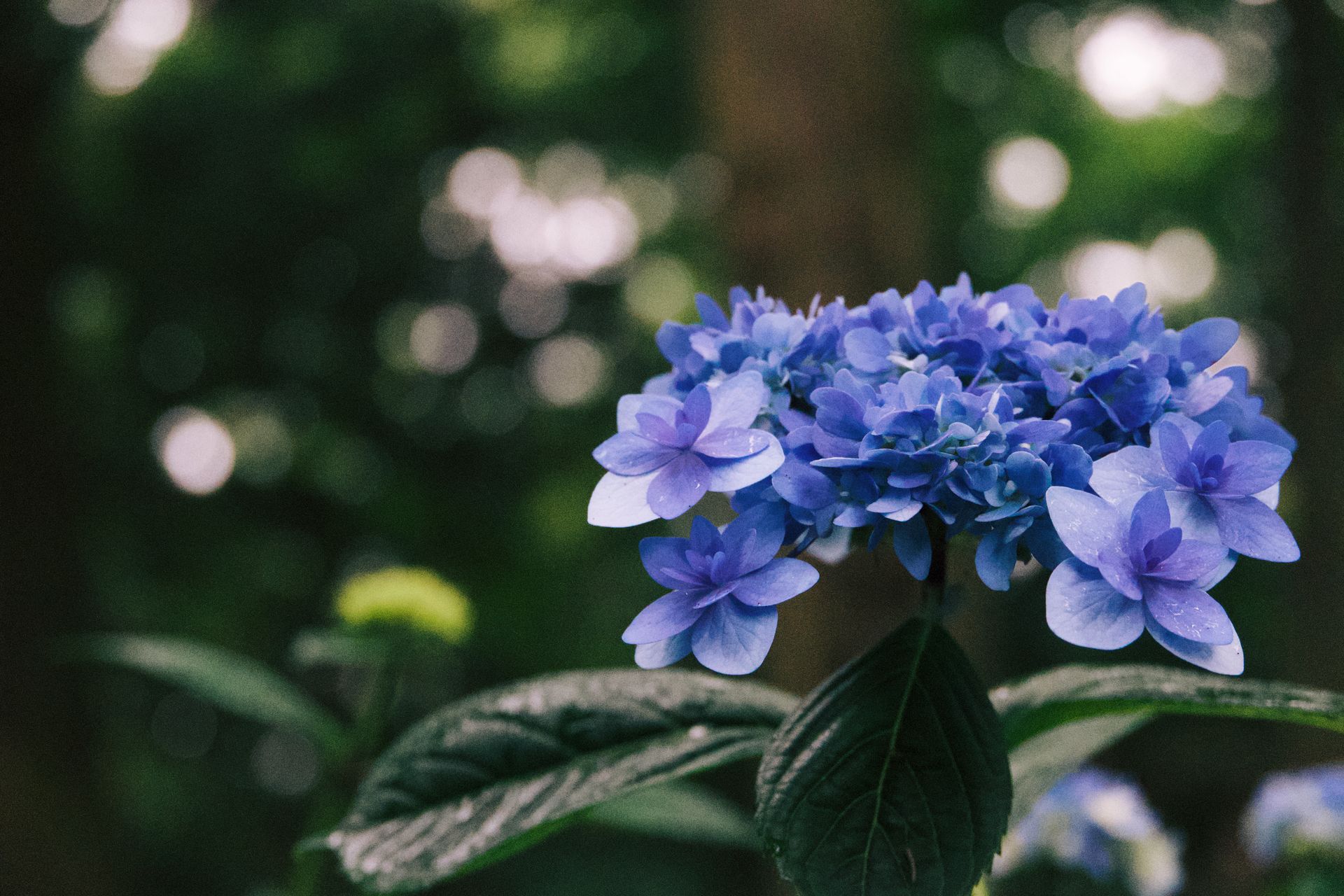 Close-up of a Blue Hydrangea