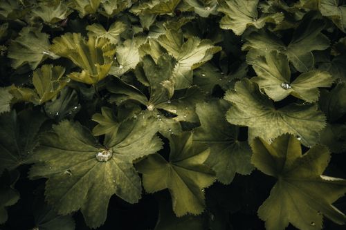 Free Close-up of lush green leaves with raindrops in a garden setting. Ideal for nature themes. Stock Photo
