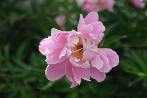 Foto d'estoc gratuïta de flors, paeonia lactiflora, peònia