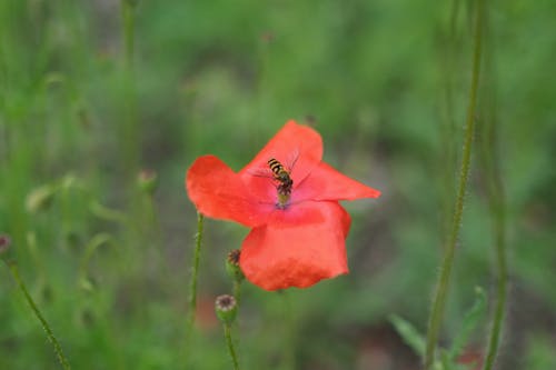 Foto d'estoc gratuïta de flor, klatschmohn, mosca