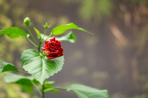 Free stock photo of bud, flowers