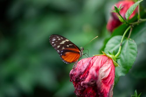 Foto stok gratis kupu-kupu, kupu-kupu di atas bunga