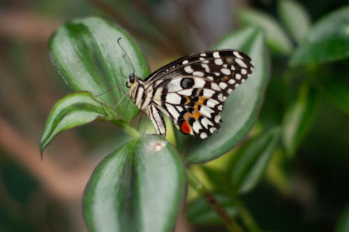 Free stock photo of butterfly