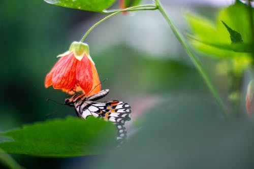 Foto stok gratis kupu-kupu, kupu-kupu di atas bunga