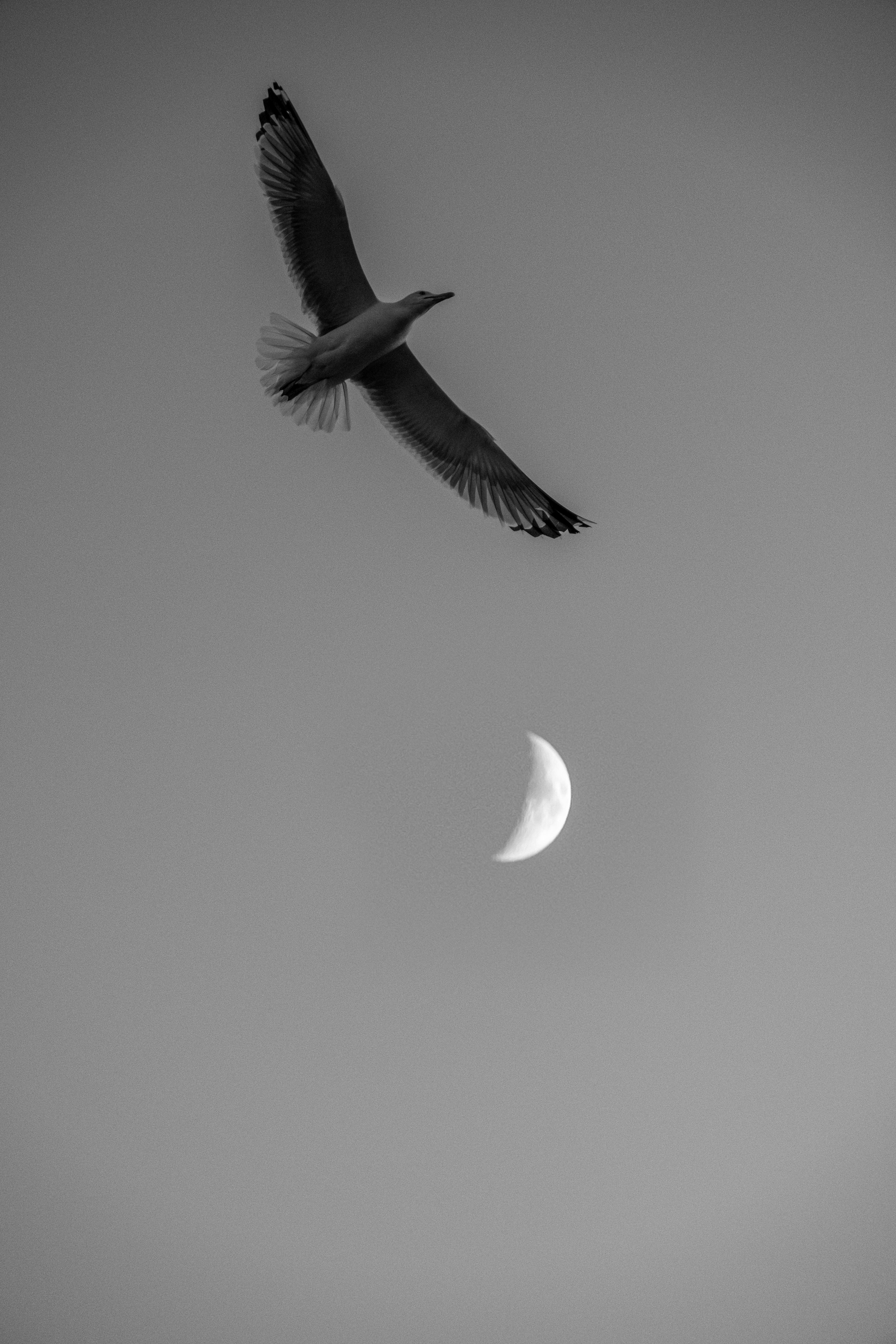 A seagull gracefully flies under a crescent moon against a clear sky in monochrome.