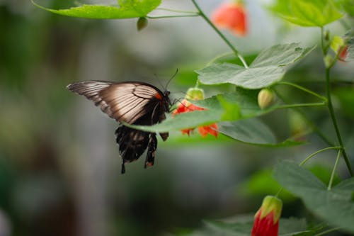 Free stock photo of butterfly, butterfly on a flower