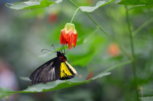 Free stock photo of butterfly, butterfly on a flower