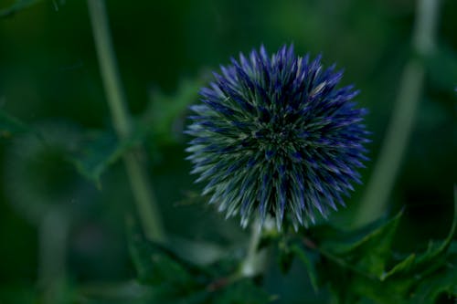 Close-up of a Cirsium Flower