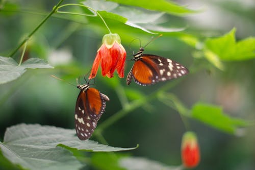 Free stock photo of butterfly, butterfly on a flower