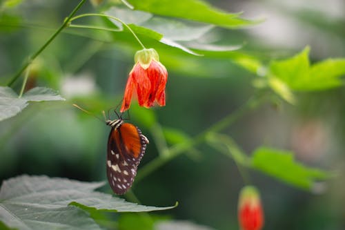 Free stock photo of butterfly, butterfly on a flower