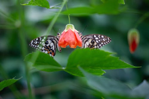 Free stock photo of butterfly, butterfly on a flower