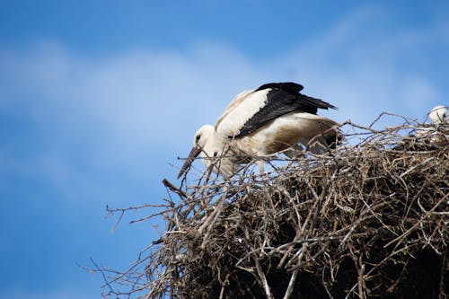 Free stock photo of nest, stork, stork s nest