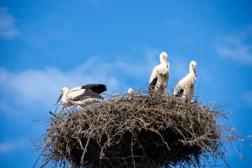 Free stock photo of nest, stork, stork s nest