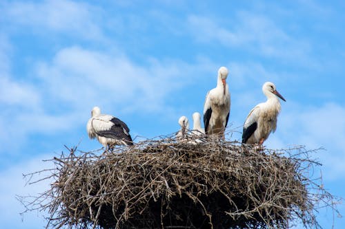 Free stock photo of nest, stork, stork s nest